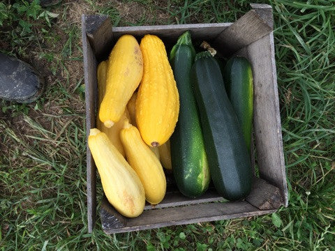 Summer Squash