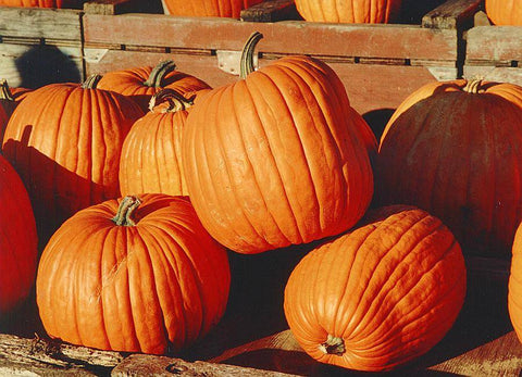 Pumpkins l/b