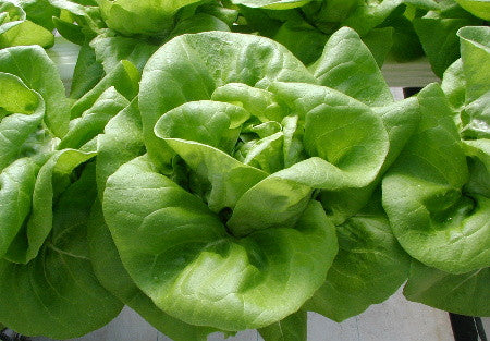 Local Hydroponic Lettuce