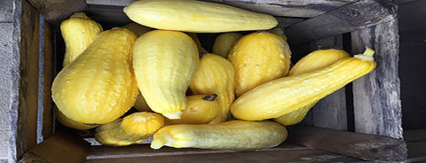 summer squash